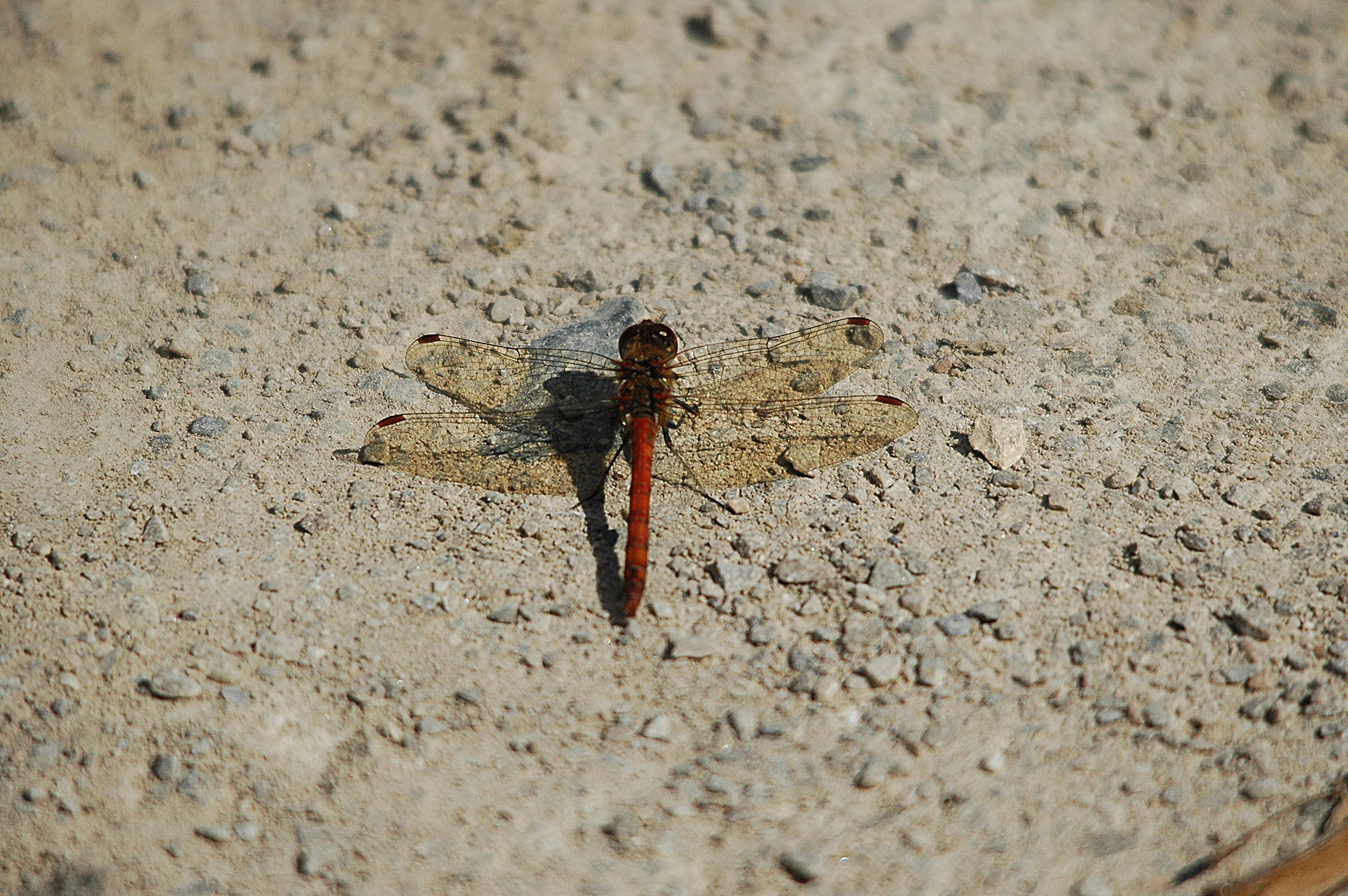 photos/wildlife/Invertebrate_Species/Dragonflies/Common Darter/DSC_3366.JPG